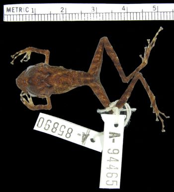 Media type: image; Herpetology A-94465